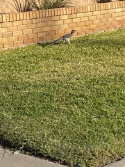 Geococcyx californianus