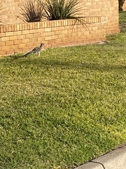 Geococcyx californianus