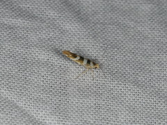 Argyresthia goedartella