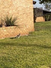 Geococcyx californianus