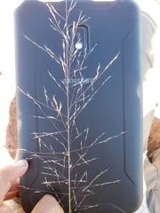 Muhlenbergia torreyi