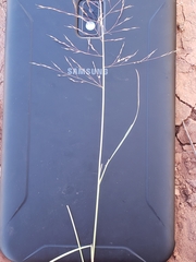 Muhlenbergia torreyi