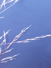Muhlenbergia torreyi