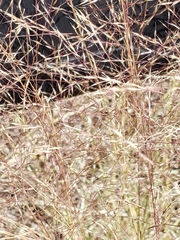 Muhlenbergia torreyi