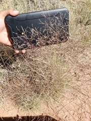 Muhlenbergia torreyi