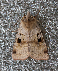 Diarsia esurialis