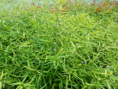 Dicliptera angustifolia