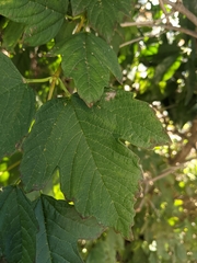 Viburnum opulus