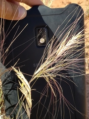 Scleropogon brevifolius