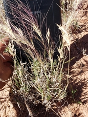 Scleropogon brevifolius