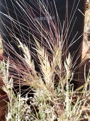 Scleropogon brevifolius