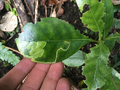 Corythoxestis zorionella