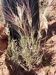 Scleropogon brevifolius