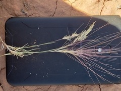 Scleropogon brevifolius