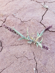 Tragus berteronianus