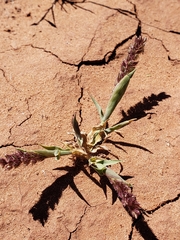 Tragus berteronianus