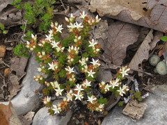 Sedum liebmannianum