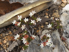 Sedum liebmannianum