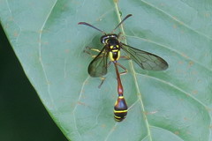 Eustenogaster micans