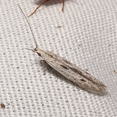 Coleophora octagonella