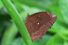Elymnias hypermnestra beatrice