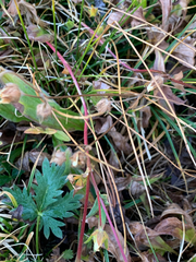 Potentilla drummondii