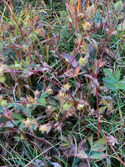 Potentilla drummondii