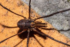 Forsteropsalis marplesi