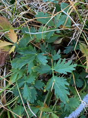 Potentilla drummondii
