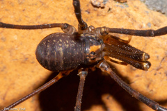 Forsteropsalis marplesi