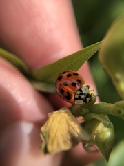 Harmonia axyridis