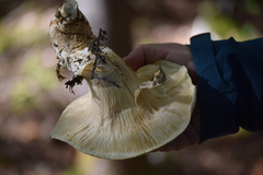 Catathelasma ventricosum