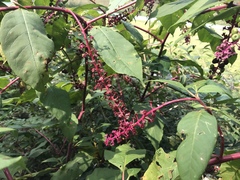 Phytolacca americana