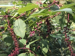 Phytolacca americana