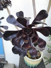 Aeonium