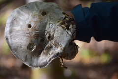 Catathelasma ventricosum