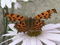 Polygonia c-aureum