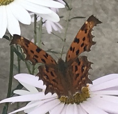 Polygonia c-aureum