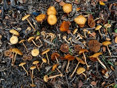 Agrocybe arvalis