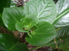 Macrocarpaea rubra