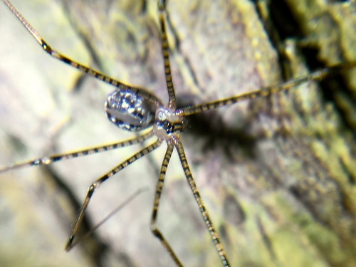 Modisimus texanus