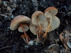 Marasmius cohaerens