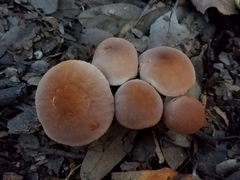 Marasmius cohaerens