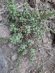 Vittadinia australis
