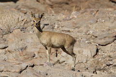 Oreotragus oreotragus tyleri