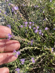 Verbena bracteata