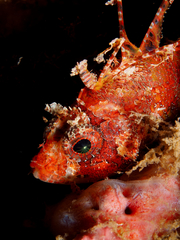 Dendrochirus brachypterus