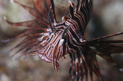 Lionfish