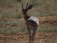 Raphicerus campestris steinhardti