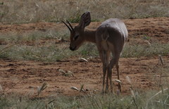Raphicerus campestris steinhardti